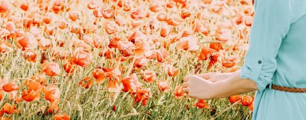 Tanınmayan Kadın Malzeme Çekme Kırmızı Haşhaş Çiçekleri Çayırda Görüntülemek Elinde — Stok fotoğraf