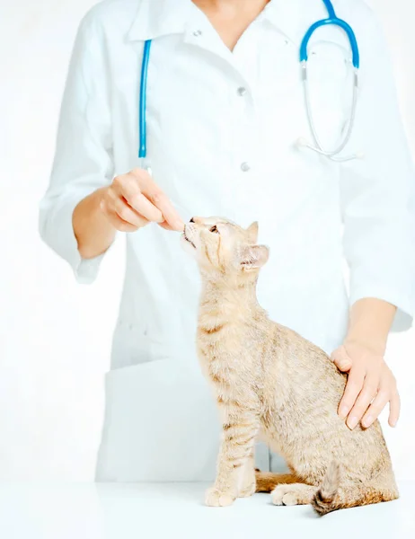 Unrecognizable Female Doctor Vet Wearing White Coat Examining Cute Cat — Stock Photo, Image