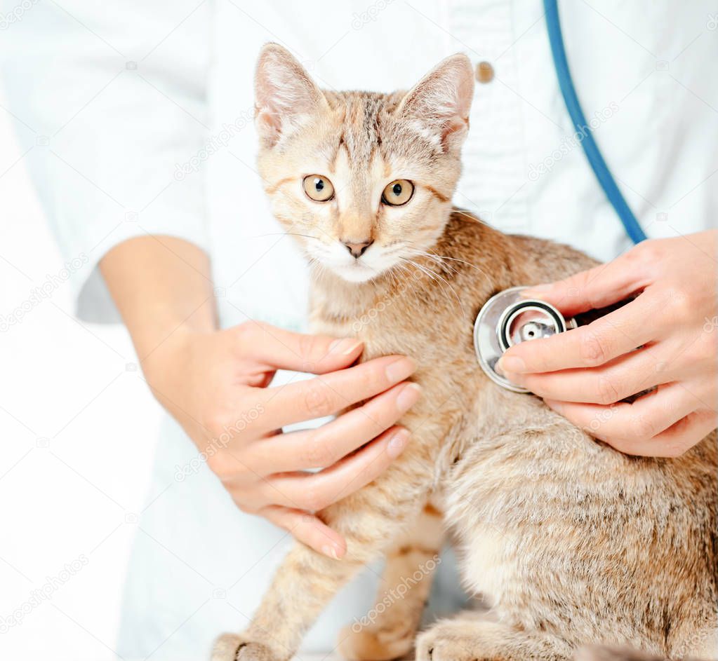 Unrecognizable female veterinary doctor checkup with stethoscope a cute kitten of ginger color, cat staring at camera.