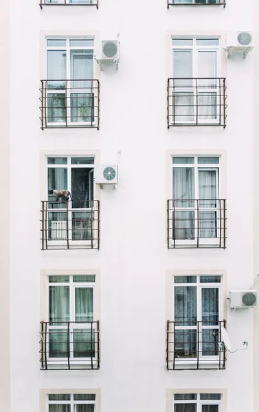 Gato Siamés Caminando Borde Balcón Edificio Apartamentos Aire Libre — Foto de Stock