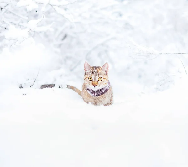 雪に覆われた森を歩く生姜色のエクスプ ローラーかわいい猫 — ストック写真