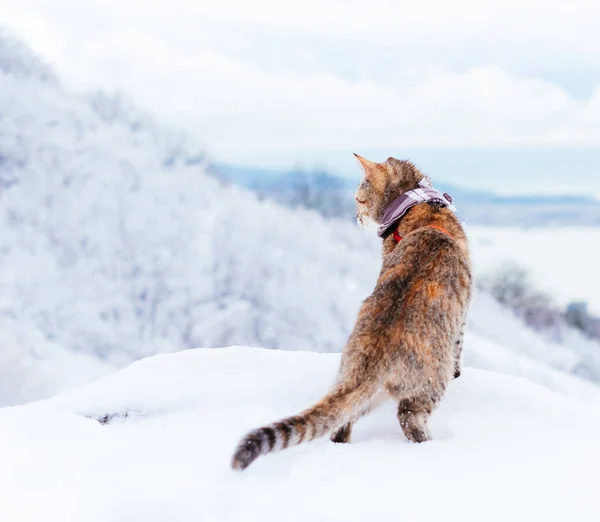 Nyfiken Resenär Katt Promenader Vinter Och Tittar Skogen — Stockfoto