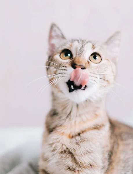 Divertido Gato Mirando Algo Lamiendo Con Lengua — Foto de Stock