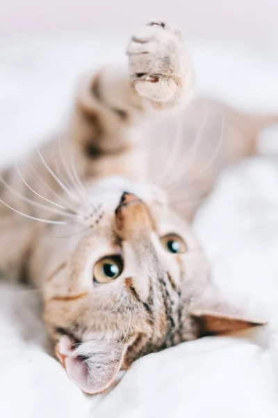 Lindo Tabby Gatito Acostado Espalda Jugando Con Algo — Foto de Stock