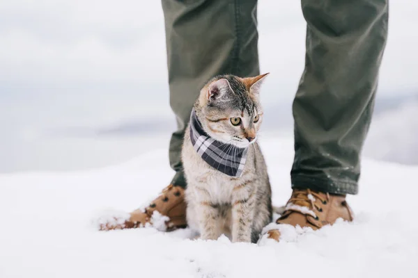 かわいい猫が屋外の冬に歩いている旅行者男 — ストック写真