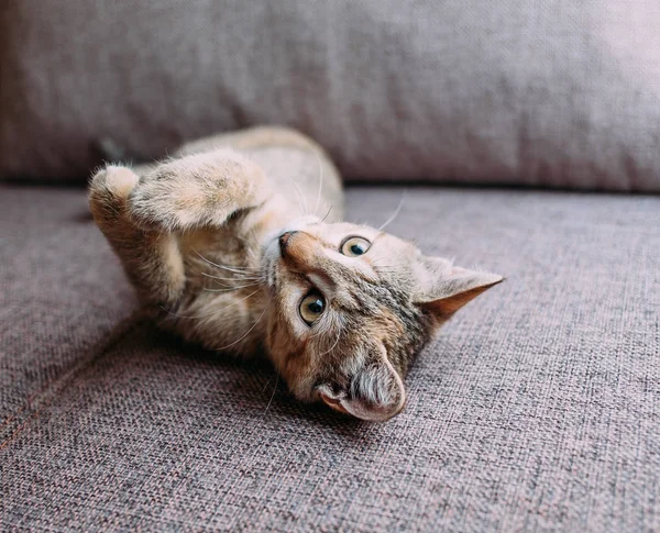 可爱的小猫生姜颜色躺在沙发上 — 图库照片
