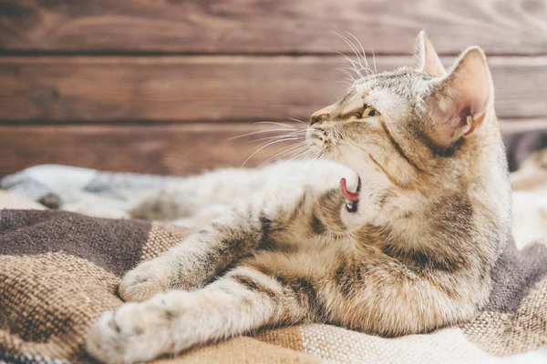 Roztomilý Kočka Zrzavé Barvy Ležící Přehoz Zíval Dřevěné Pozadí — Stock fotografie