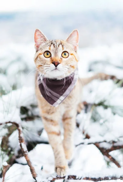 Traveler Cat Ginger Color Wearing Bandana Walking Winter Outdoor — Stock Photo, Image