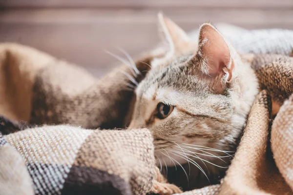 Ładny Kot Imbir Kolor Leżący Pod Kratę — Zdjęcie stockowe
