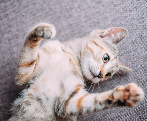 Cute Kitten Tiger Color Lying Back Paws — Stock Photo, Image