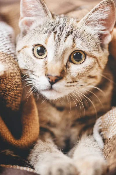 Niedliche Neugierige Katze Von Ingwer Gestromt Farbe Starrt Die Kamera — Stockfoto