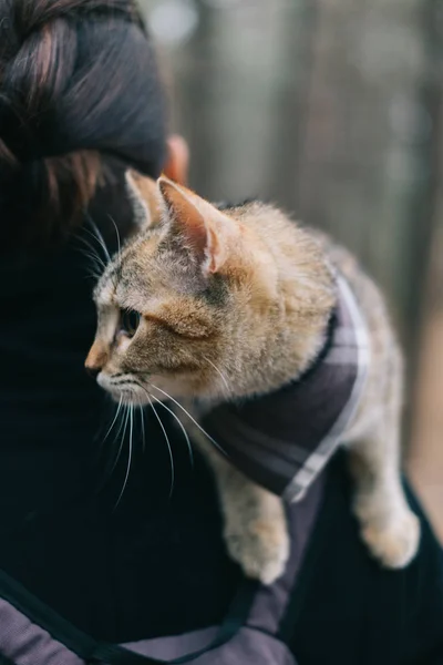 旅行の屋外 概念を女性の肩の上に座って生姜色のかわいい子猫 — ストック写真