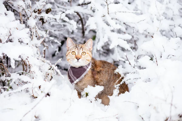 Viaggiatore Carino Gatto Colore Zenzero Piedi Nella Foresta Innevata — Foto Stock