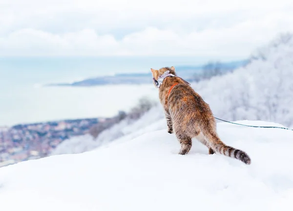 Gato Viajante Curioso Andando Inverno Olhando Para Baía Mar — Fotografia de Stock