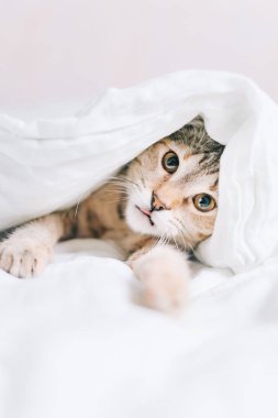 Bir küçük yavru kedi yatakta yatıyordu ve kameraya bakıyor.