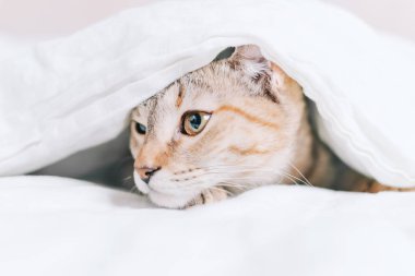 Tekir kedi yatakta bir battaniyenin altında saklanıyor.