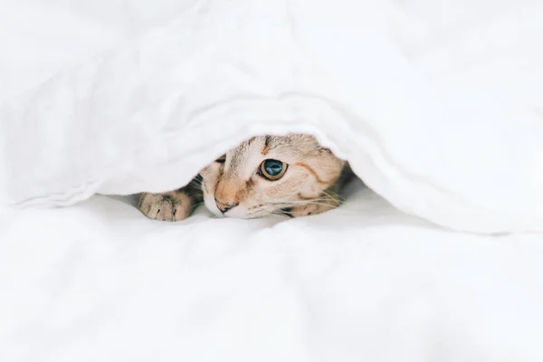 Кіт Таббі Грає Під Білою Ковдрою — стокове фото