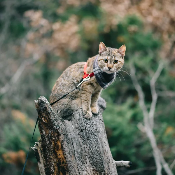 Traveler Cute Cat Ginger Color Sits Tree — Stock Photo, Image