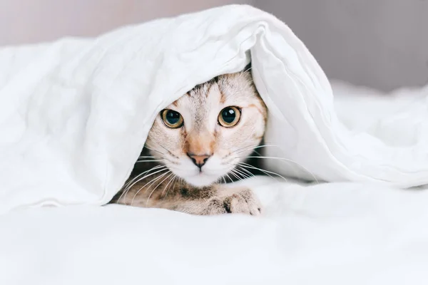 塔比猫躲在毯子下的床上看着相机 — 图库照片