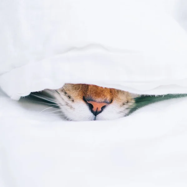 Cat Sleeps Blanket Fragment Cat Muzzle Nose Moustaches Close — Stock Photo, Image