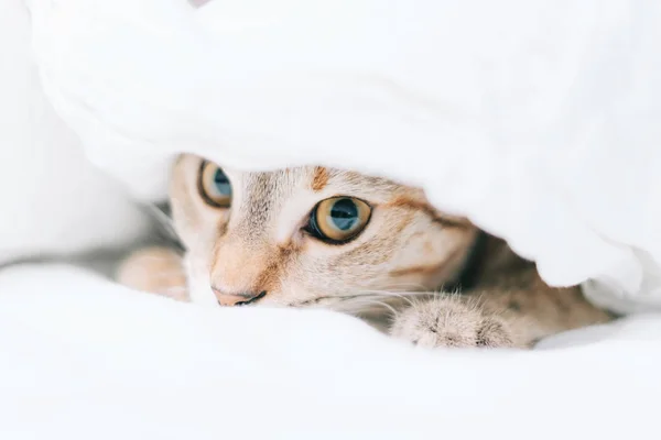 猫躲在毯子下的床上 — 图库照片