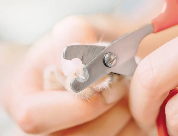 Vrouw trimmen nagels van binnenlandse kat. — Stockfoto