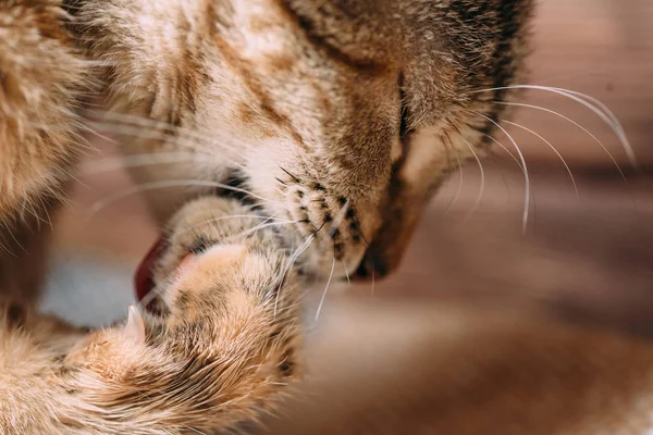 一只姜猫自己清洗 舔它的爪子特写镜头 — 图库照片