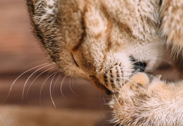 一只生姜猫的肖像洗它的爪子 — 图库照片