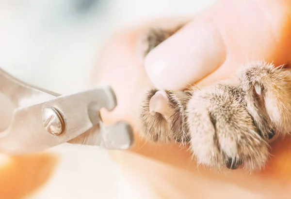 Dierenarts snijden klauwen van kat. — Stockfoto