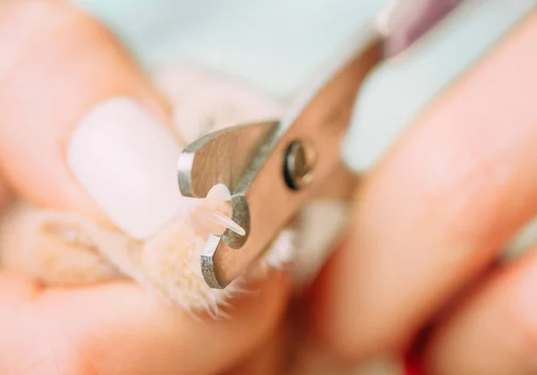 Ветеринар стрижет ногти домашней кошки с ножницами . — стоковое фото