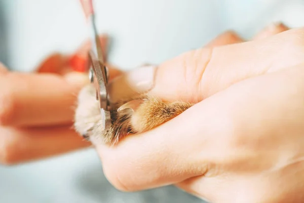 Mulher cortando unhas de gato doméstico . — Fotografia de Stock