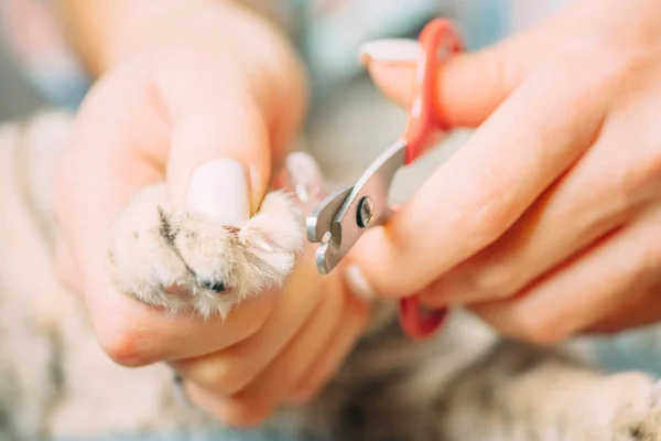 Mulher cortando unhas de gato . — Fotografia de Stock