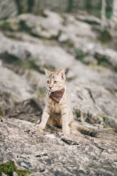 Странствующий кот ходит по скалистой местности . — стоковое фото