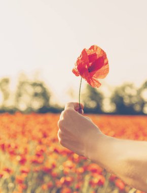 Haşhaş çiçeği açık kadın el. 