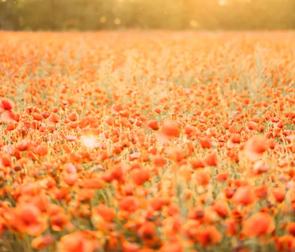 Poppies flowers meadow landscape on summer sunny day. — Stock Photo, Image