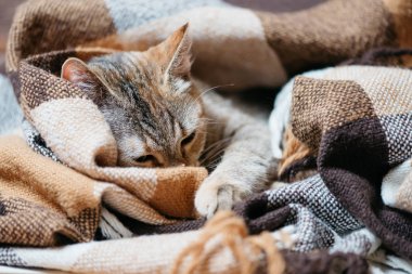 Ekose üzerinde uyuyan kedi. 
