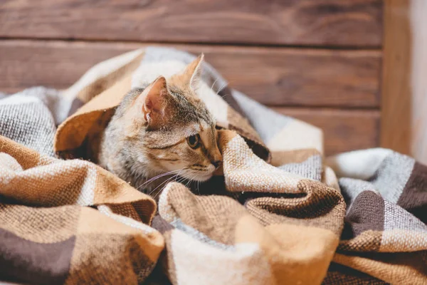 Gatito acostado debajo de cuadros y mirando hacia otro lado . — Foto de Stock