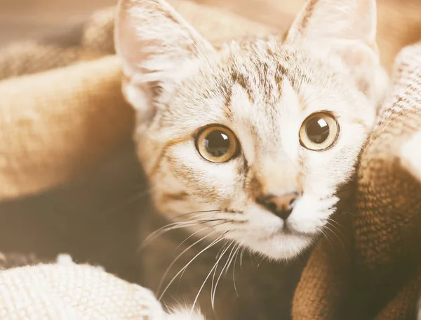 Portret van leuk tabby katje. — Stockfoto