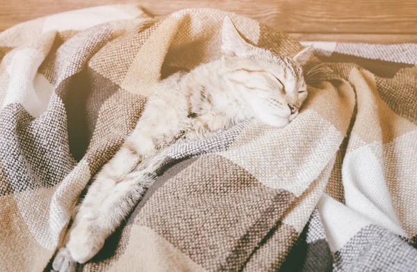 Cute domestic cat sleeping under plaid. — Stock Photo, Image