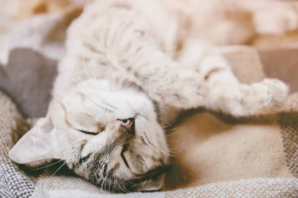 Γατάκι που κοιμάται στην πλάτη του σε καρό. — Φωτογραφία Αρχείου
