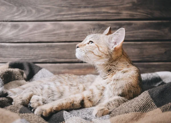 Yumuşak ekose üzerinde yatan sevimli tekir kedi. — Stok fotoğraf