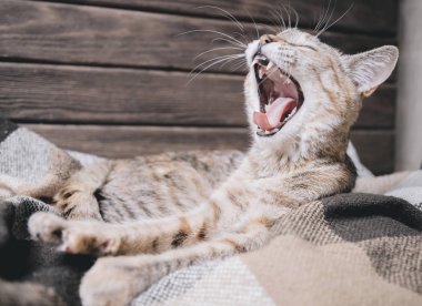Ekose ve esneme üzerinde yatan tabby kedi. 