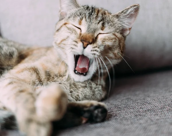 Gato de cor de gengibre bocejando com olhos fechados . — Fotografia de Stock