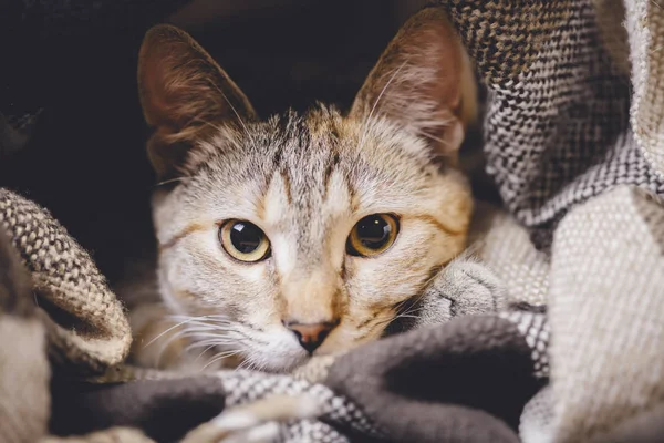 Retrato de lindo gato tabby con ojos grandes . — Foto de Stock