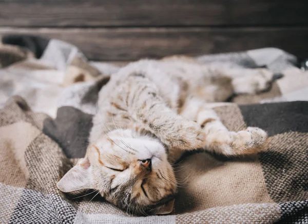 Pençeleri kadar sırtüstü ekose üzerinde uyuyan evcil kedi. — Stok fotoğraf