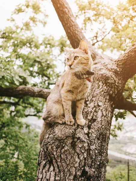 Tabby Cat zittend op boom in de zomer. — Stockfoto