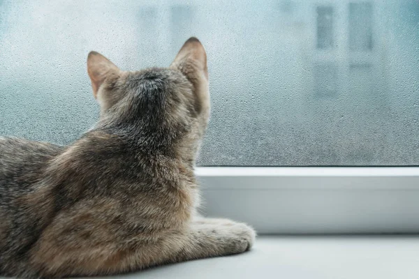 好奇的猫在下雨的天气里看着窗户. — 图库照片