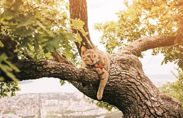 Domestic cat resting on tree in summer outdoor. — Stock Photo, Image