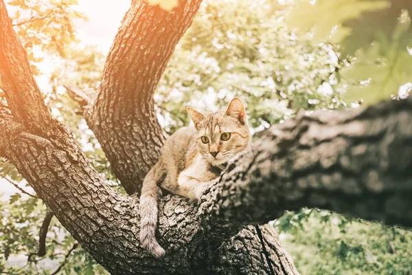 Güneşli yaz gününde meşe ağacında yatan kedi. — Stok fotoğraf