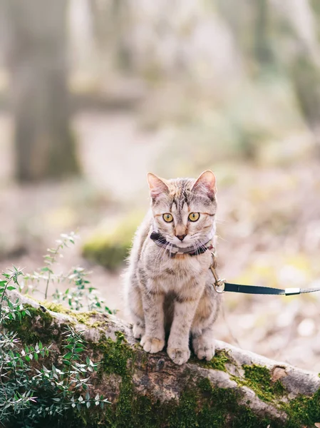 Ormanda yürüyüş kedi açık. — Stok fotoğraf